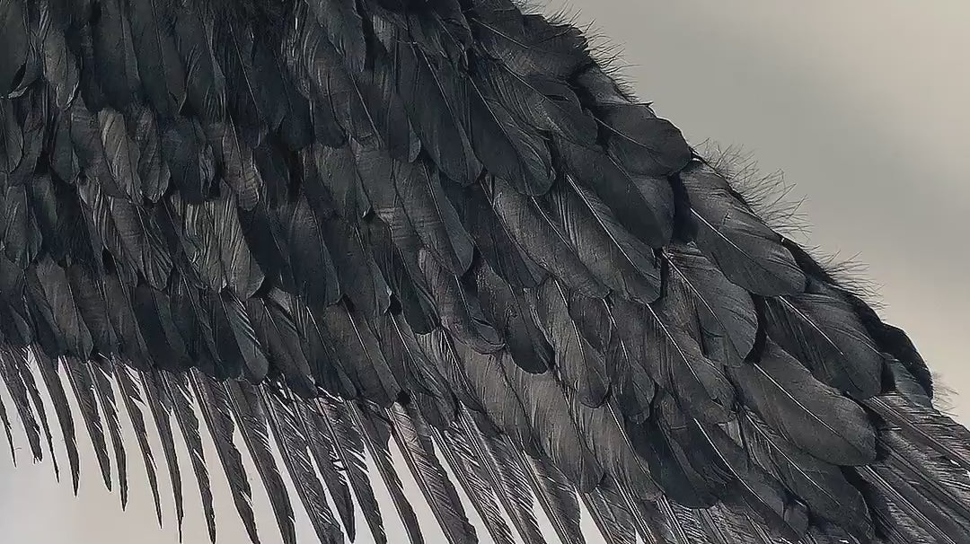 Our black fallen angel wings video. Made from goose feathers. Wings for the devil or fallen angel costume. Suitable for photoshoots.