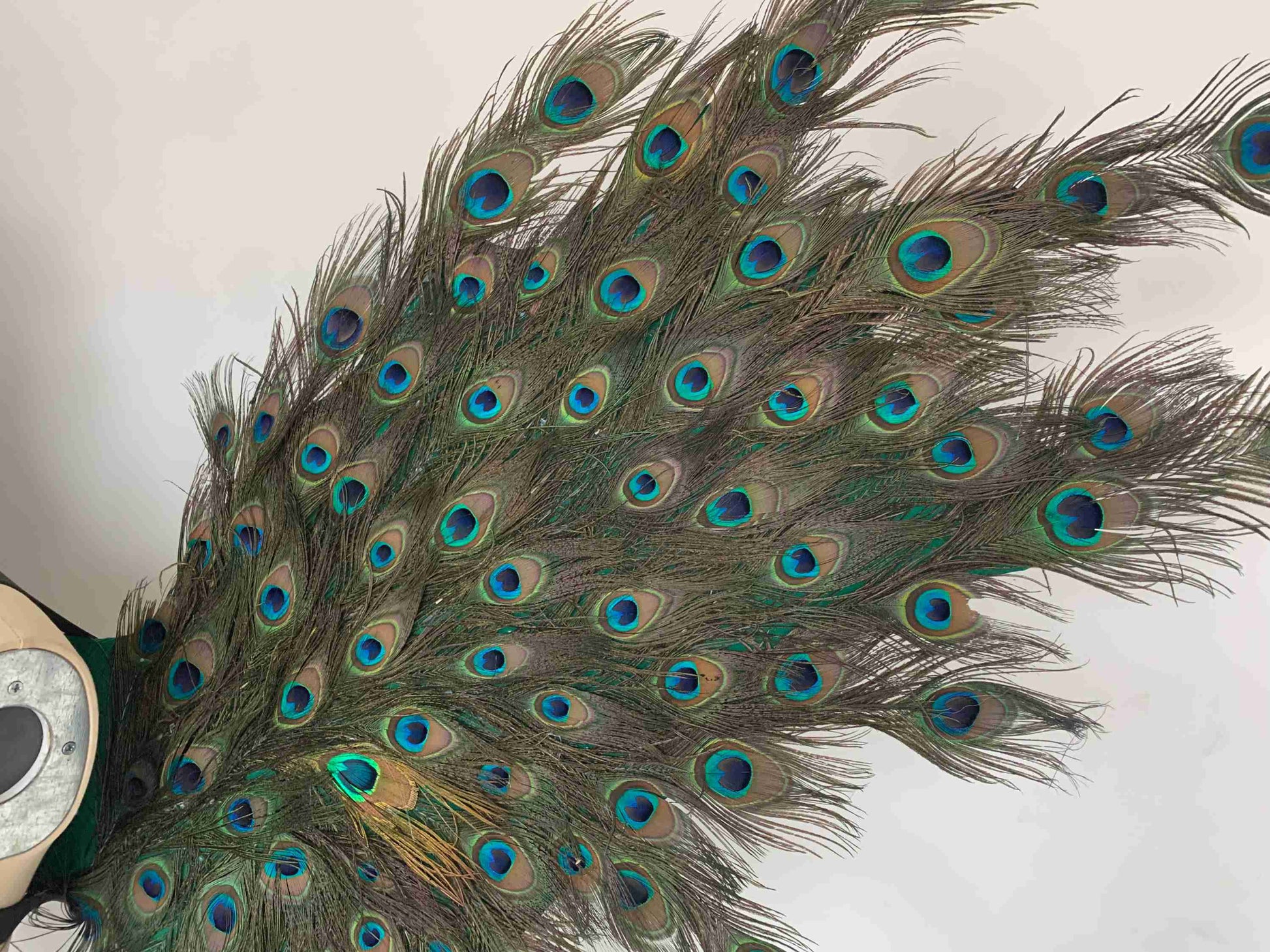 Our angel wings close view. Made from peacock feathers. Wings for peacock costume or fantasy costume. Suitable for photoshoots.
