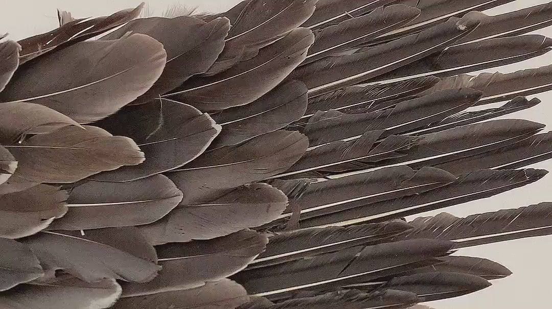 Our grey color angel wings made from goose feathers. Wings for angel costume or devil costume. Suitable for photoshoots.